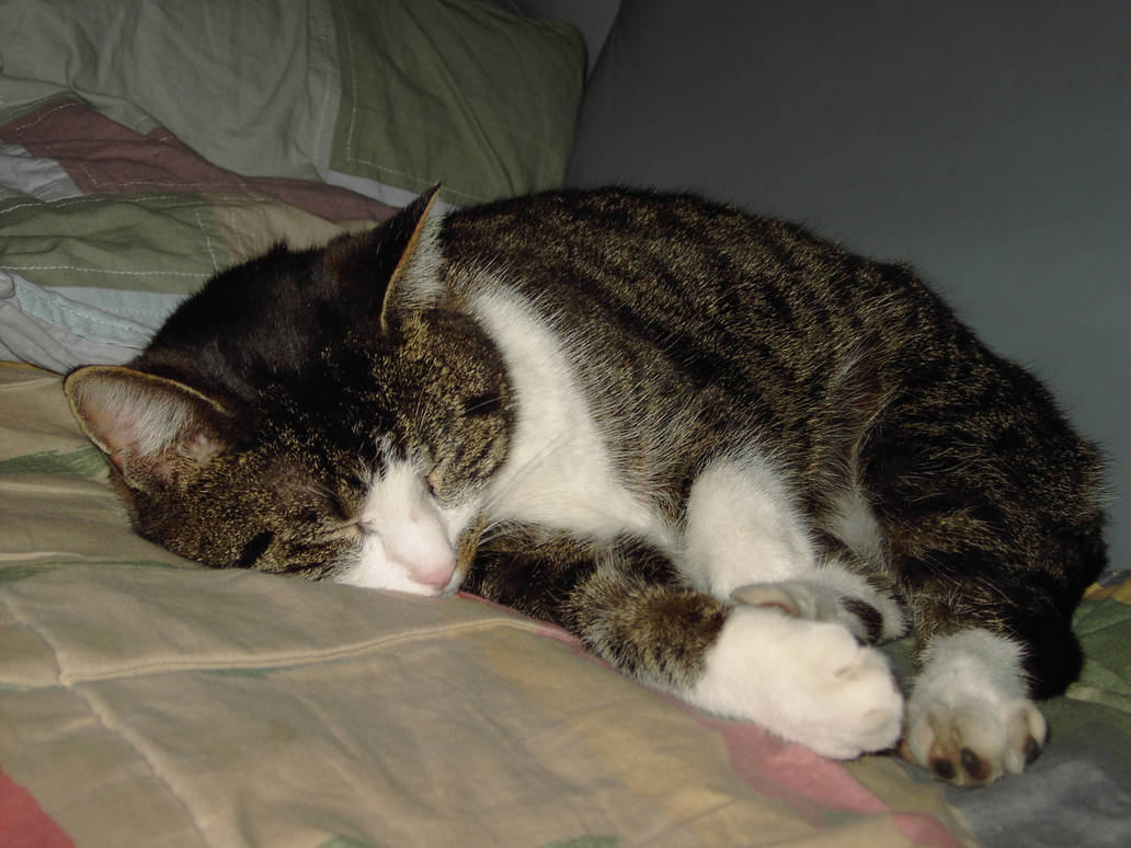 Sleeping Kitty By Candybeertje On DeviantArt