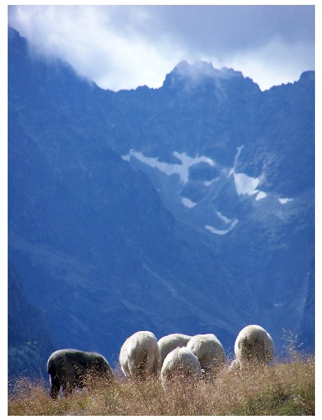 Sheep in mountains