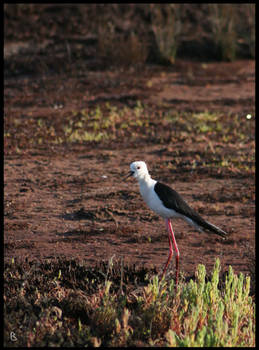 Black-winged Stilt