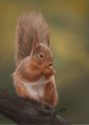 Red Squirrel