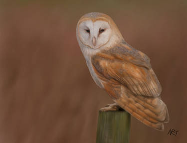 Barn Owl