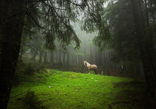 Rarau Romania