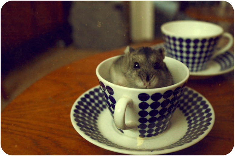 hamster in a cup