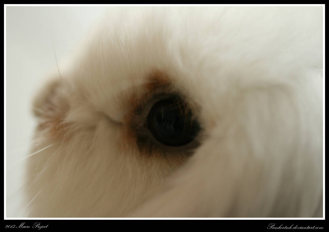 Eye103 Rabbit Rabbit Eye Macro by Punkertnk on DeviantArt