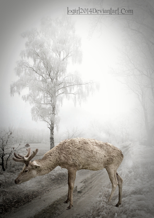 loneliness of a reindeer