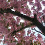 Japanese cherry blossom tree