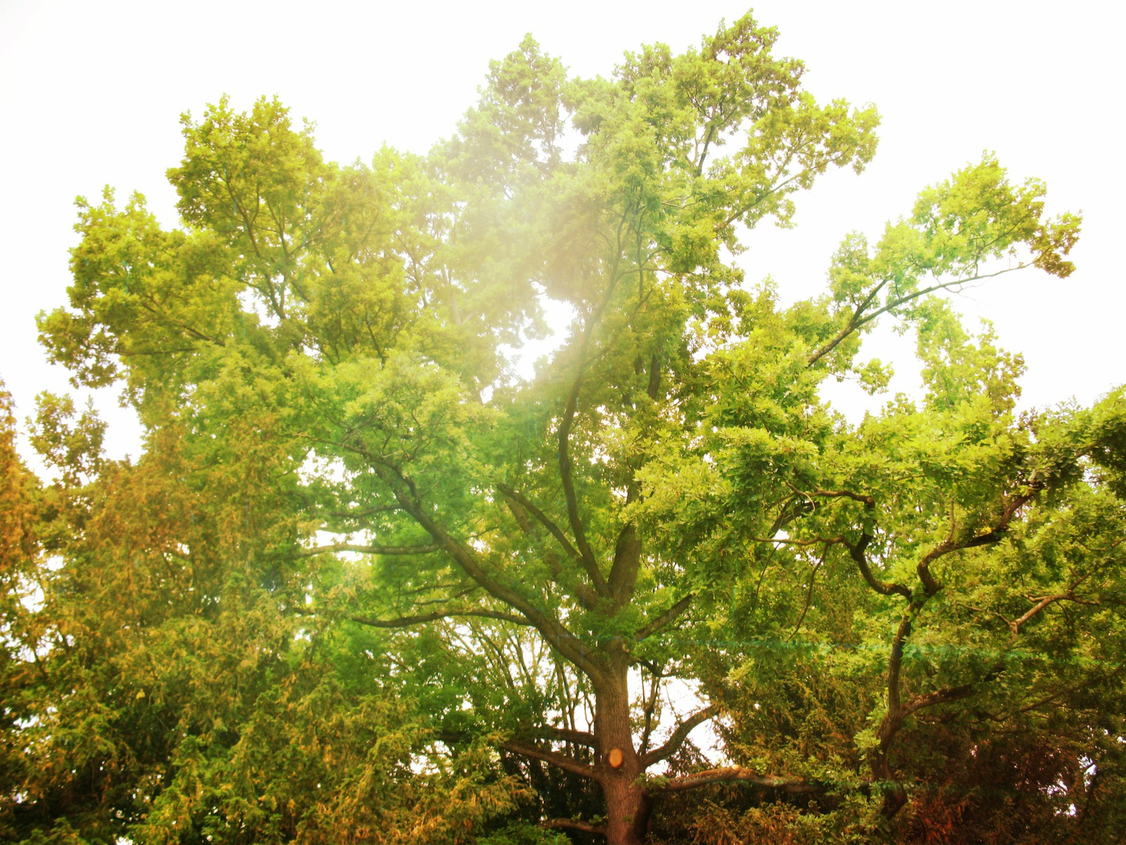 A tree reflects being