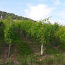 wine landscape