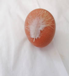 A little feather flew to the egg