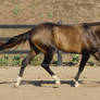 Bay_Akhal_Teke_Stock