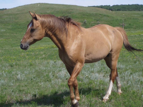 Red_Dun_Horse_Stock