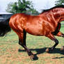 Bay_Andalusian_Stock