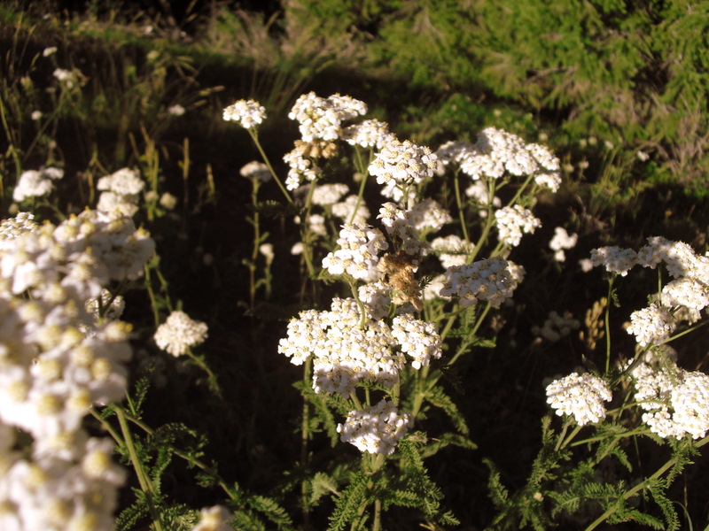 Small Flowers