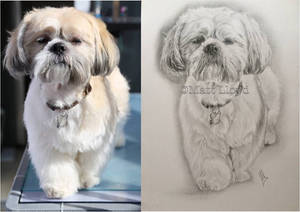 Shih Tzu