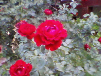 Red Rose