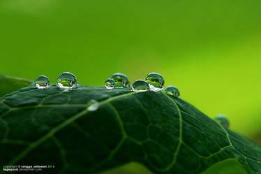 Green Dew