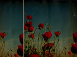 poppy field by EmotionalRescue