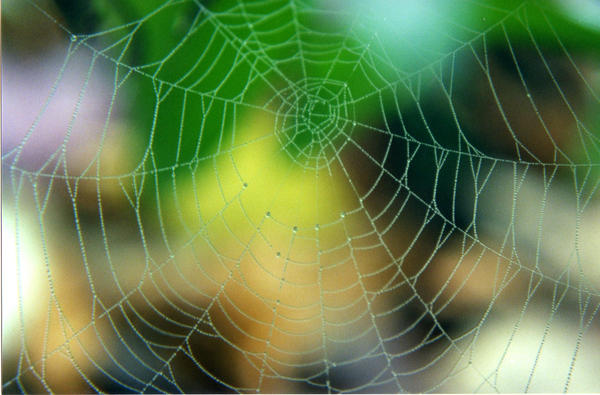Spring Spider Web