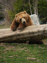 Bear on Log