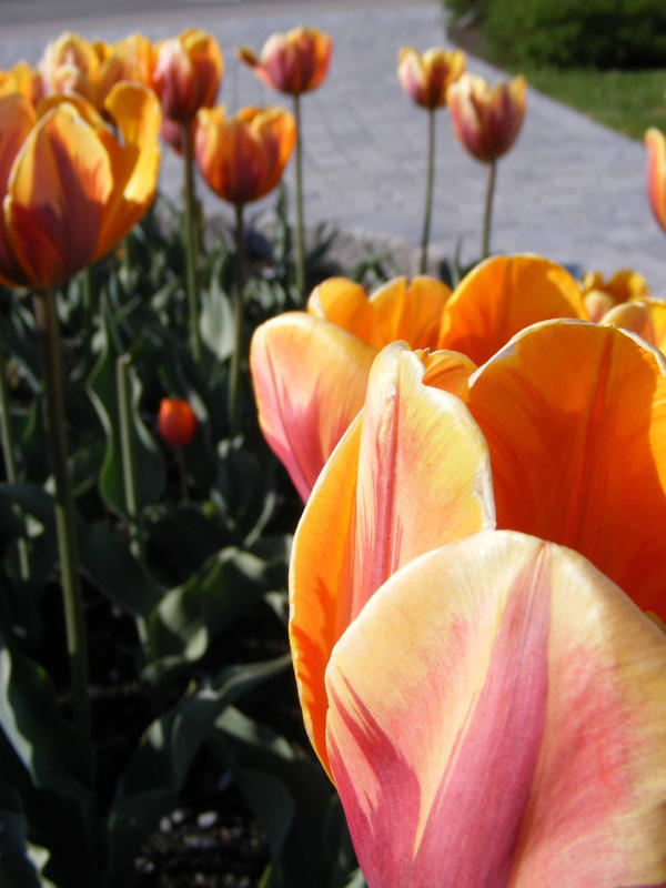 Tulipes in afternoon