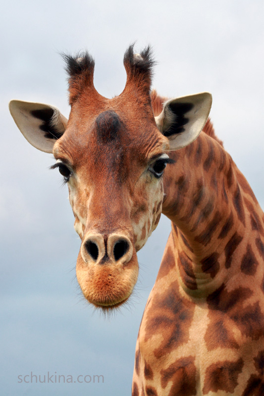 Portrait of giraffe