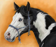 American Paint Horse - pastel