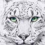 ACEO Snow Leopard