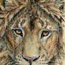 ACEO Lion