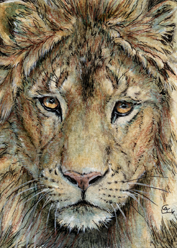 ACEO Lion