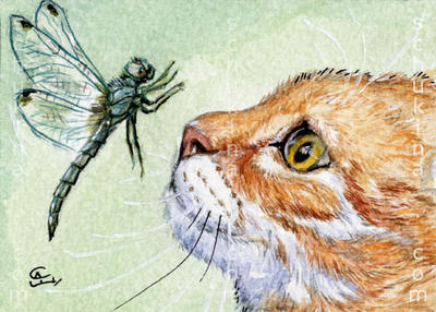 ACEO Red cat and Dragonfly