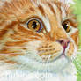 ACEO Young Ginger Cat