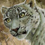 ACEO Snow Leopard