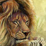 ACEO Resting Lion