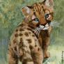 ACEO Cougar Cub