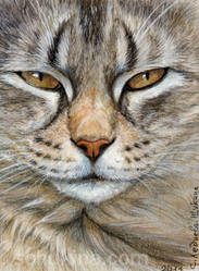 ACEO Tabby cat - Sleepy Glance