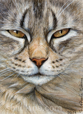 ACEO Tabby cat - Sleepy Glance