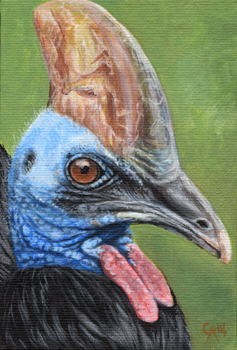 Cassowary - acrylic