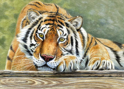Resting Tiger by sschukina