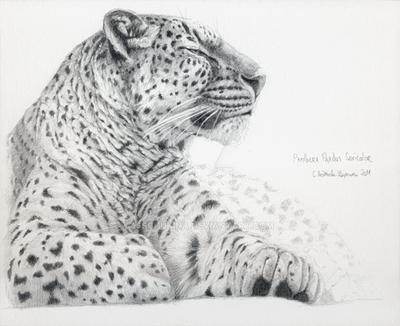 Persian Leopard