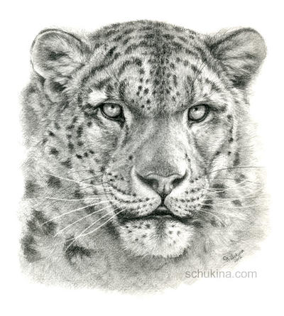 Snow Leopard