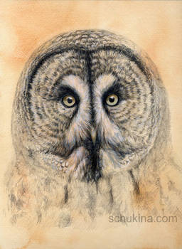 Great Grey Owl