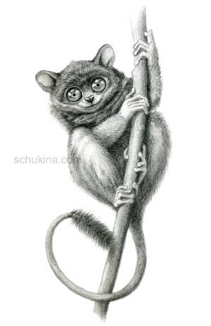 Philippine Tarsier by sschukina Philippine Tarsier by sschukina