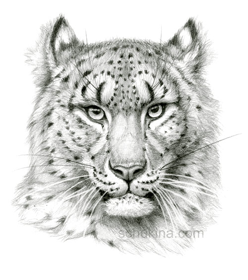 Snow Leopard sketch portrait