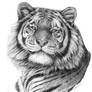 Siberian Tiger portriat G101