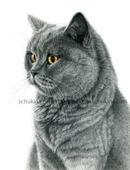 Chartreux cat portrait G112