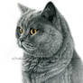 Chartreux cat portrait G112