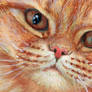 Ginger Tabby Cat 21-0014