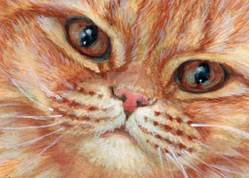 Ginger Tabby Cat 21-0014
