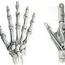 Anatomical Hands