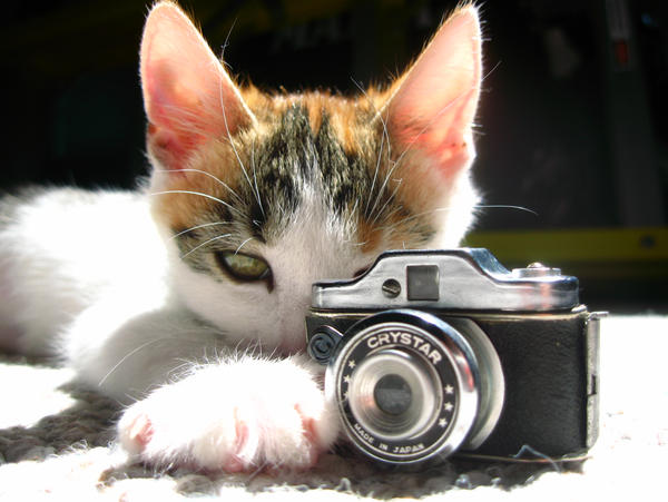 Kitty Taken a Picture